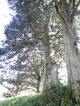 960b8a40.jpg